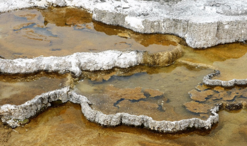 sulfur bacteria